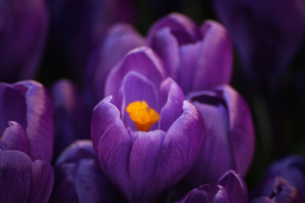 Der violette Krokus blüht im Frühling wie ein