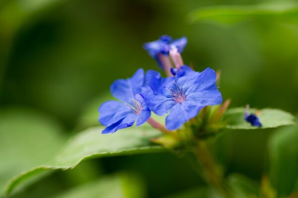 Macro di piante: fiori blu