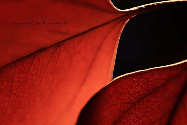 Hojas de otoño macro tiro