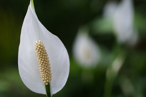 Makroaufnahme einer schönen Blume