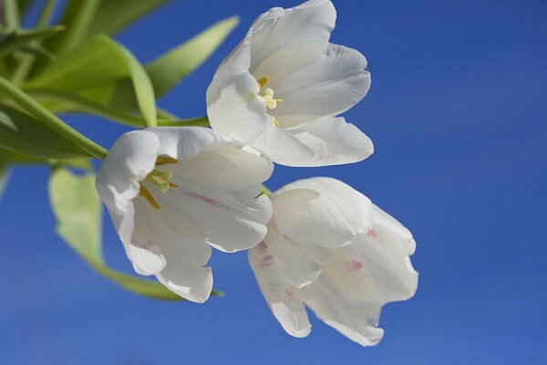 Fresh tulips on a blue sky background