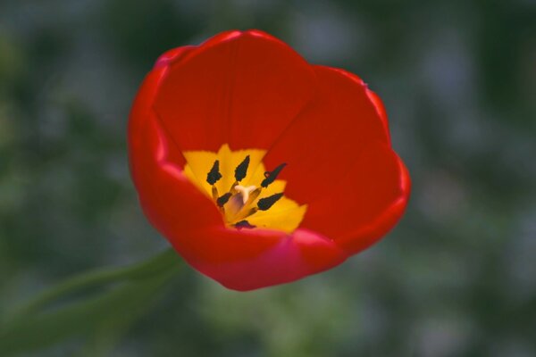 Un tulipán rojo con núcleo amarillo macro