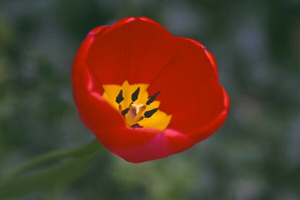 Une tulipe rouge avec un gros plan de noyau jaune