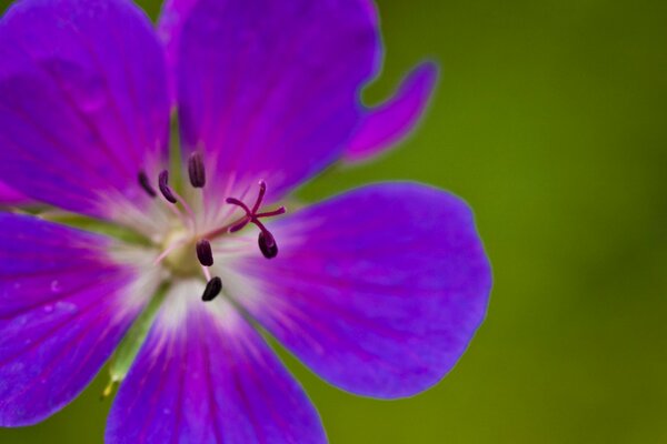 Bel fiore su sfondo verde