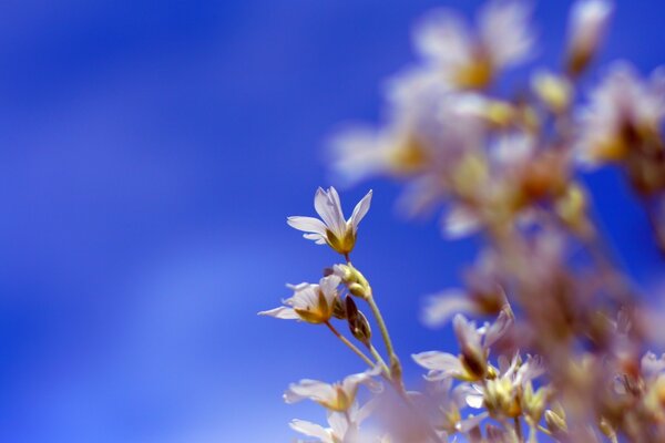 Blumen auf einem Baum auf blauem verschwommenem Hintergrund