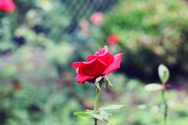 Rosa rosa sobre fondo borroso