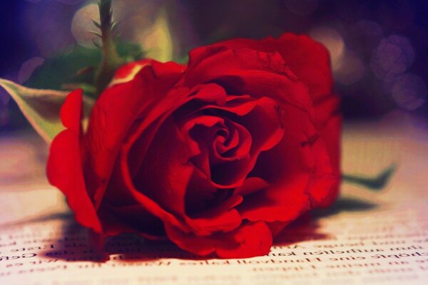 Красная роза на раскрытой книге