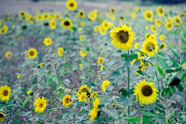 Un sacco di girasole sul campo verde