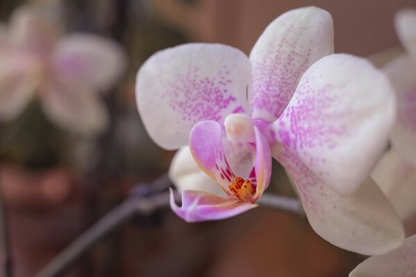 Délicat lilas orchidée fleur closeup