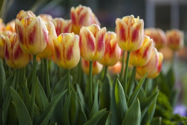 Una gran cantidad de tulipanes amarillo-púrpura