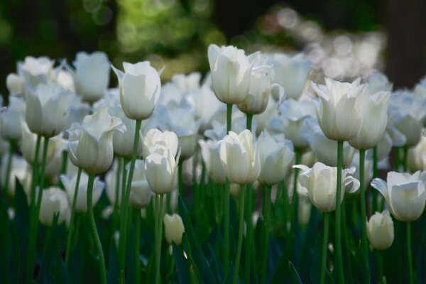 Огромное количество белых тюльпанов на длинных зелёных стебельках