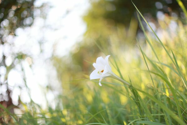 Белый цветочек в зелёной траве посреди солнечного леса