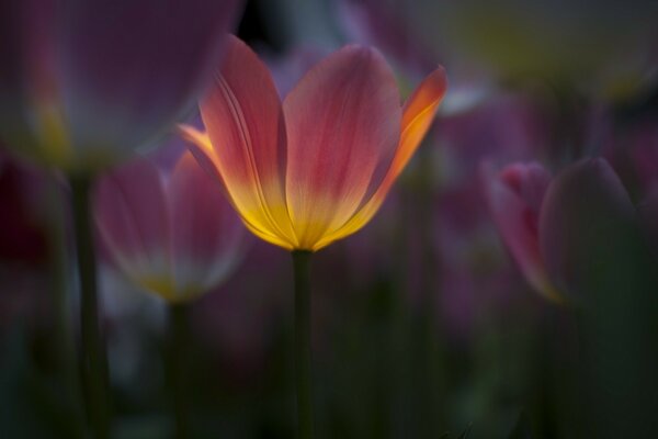 Unusual color of tulips in a clearing