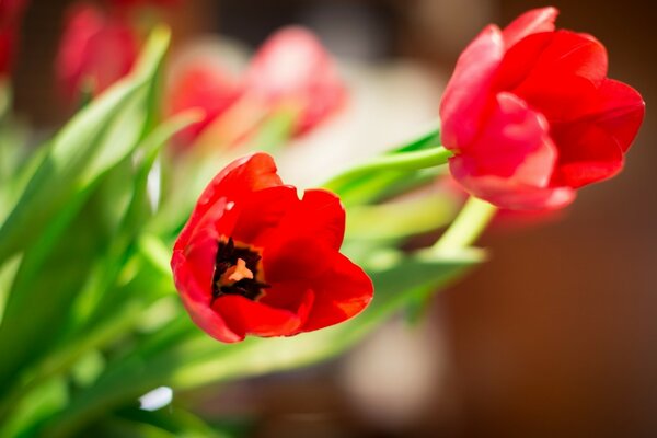 Qué hermosas son las flores de tulipán en la naturaleza