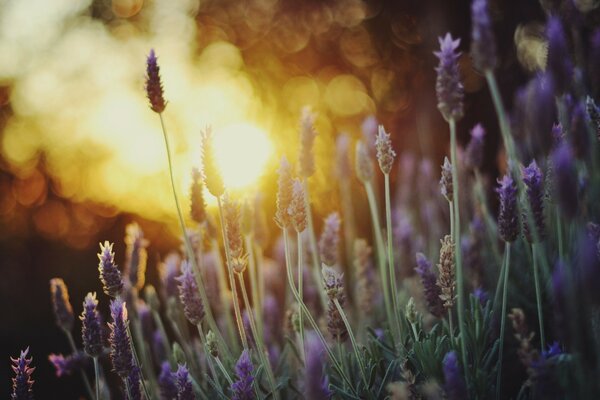 Lavender flowers on the background of a warm spot of light