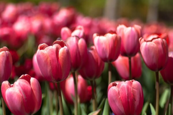 Tulipanes rosados en primavera