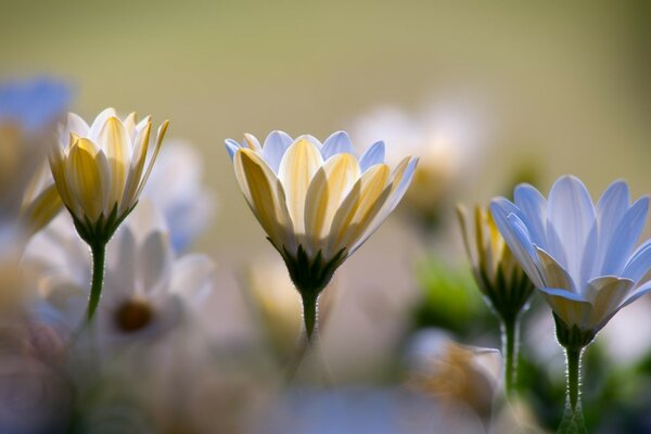 Bellissimi crisantemi bianchi nella fotografia macro