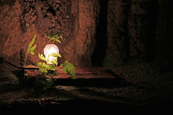 Fern leaves in a cave illuminated by light