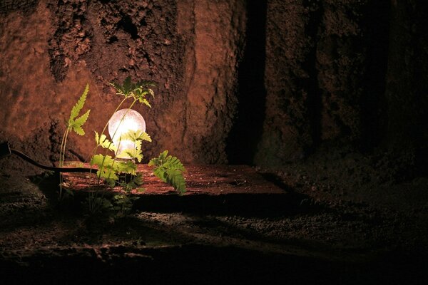 Feuilles de fougère dans une grotte éclairée par la lumière