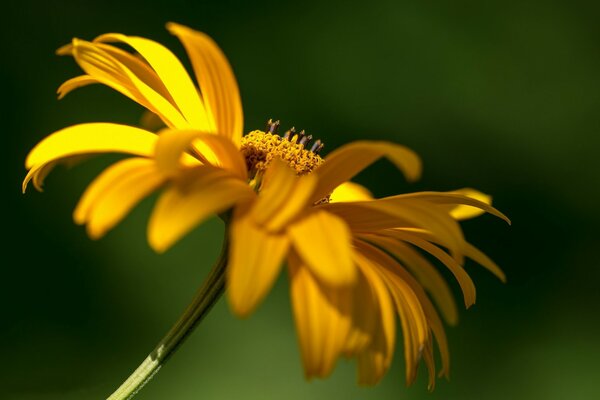 Желтый цветок макро-съемка