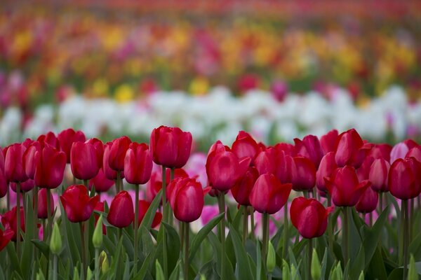 Eine Vielzahl von Tulpenblüten in der Natur