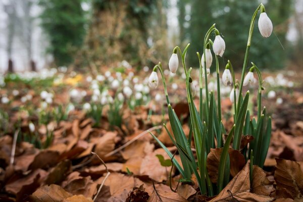 Campanillas de nieve en el bosque seco en primavera