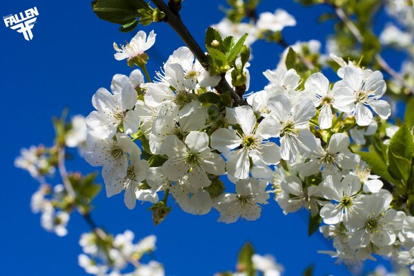 Cherry blossoming branch on a blue sky background