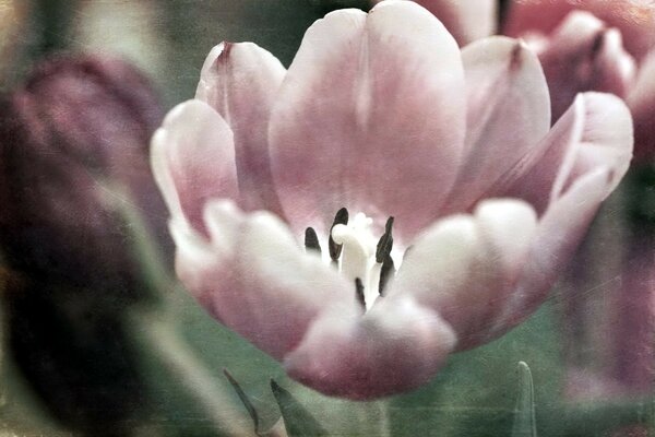 Große rosa Blume auf verschwommenem Hintergrund