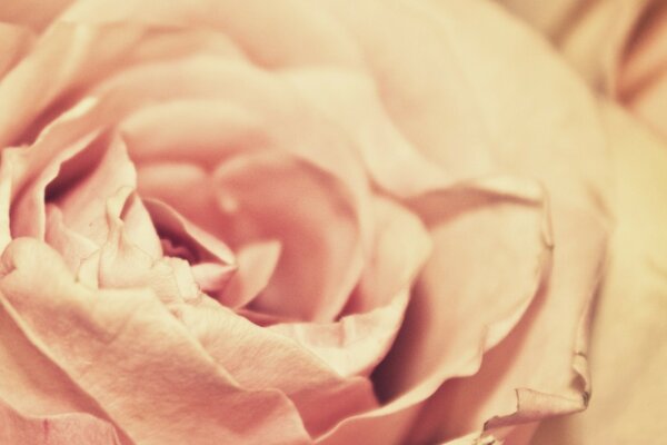 Gros plan d une fleur rose