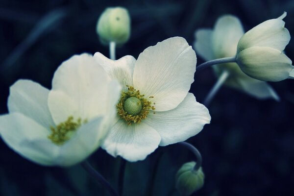 Weiße Blumen in der Dunkelheit