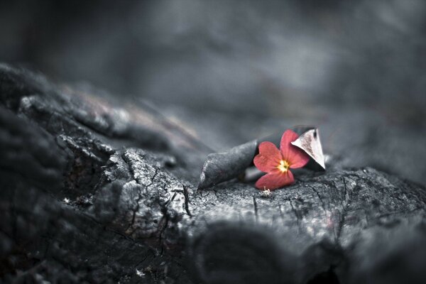 Fleur rouge sur bois noir bokeh