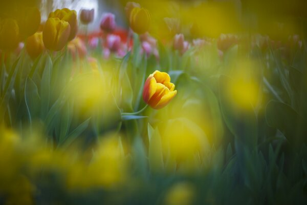 Flores en primavera en un macizo de flores con tulipanes
