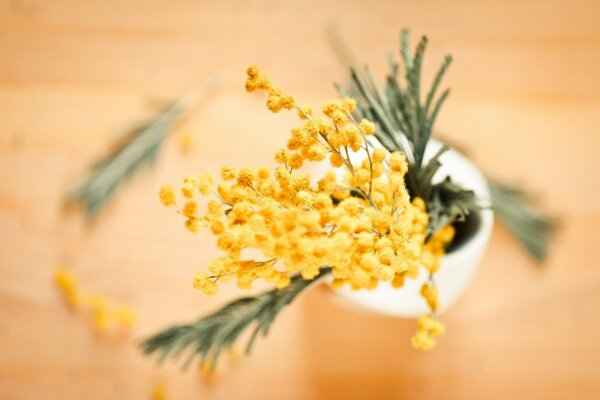 Ramo sfocato di mimosa gialla in vaso