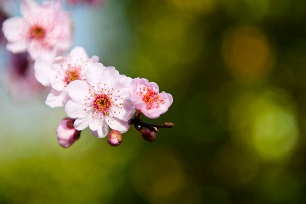 A sprig of pink sakura blurred focus glare