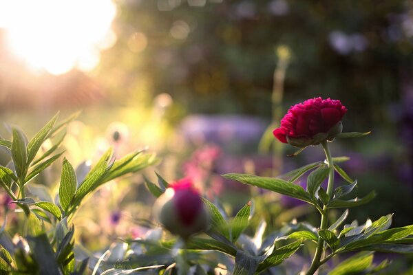 Graziosi fiori di peonia in giardino