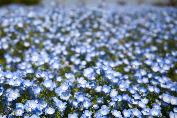 Blaue Nemophile im Feld verschwommener Hintergrund