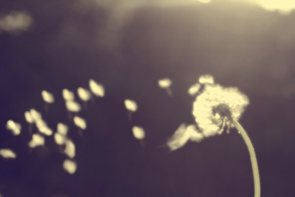 A lonely white dandelion loses its seeds