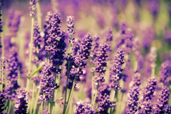 Fiori lilla in un campo in primavera