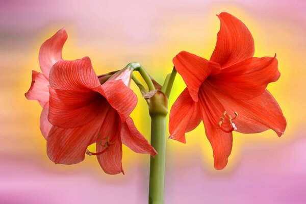 Zwei rote Blumen auf einem bunten Hintergrund