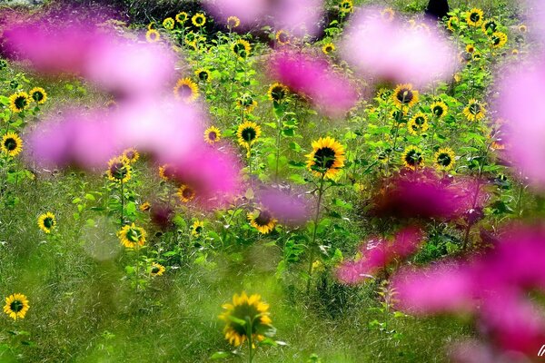 Fiori rosa sfocati sullo sfondo di un campo di girasoli in fiore