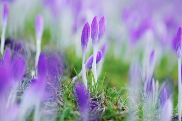 Geschlossene violette Blüten im Frühling vor schlechtem Wetter