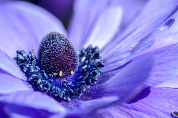 A beautiful purple flower bloomed