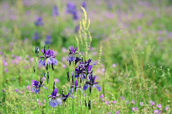 Im grünen Gras sind lila Iris-Blüten