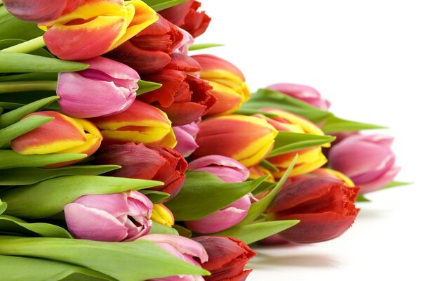 Bouquet of tulips in buds on a white background