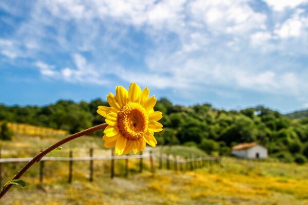 Жёлтый цветок на фоне размытого пейзажа и голубого неба