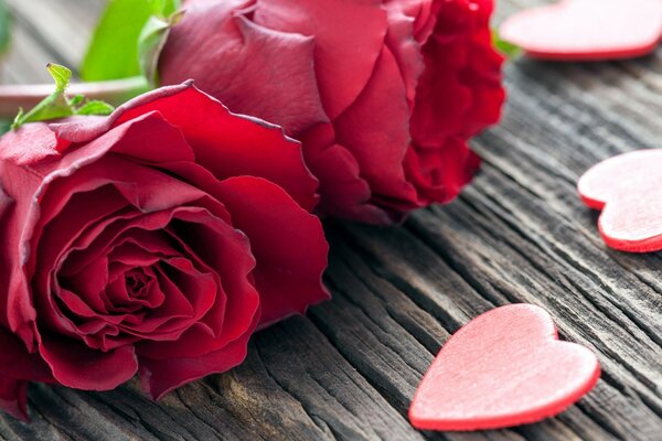 Rosas rojas y corazones macro