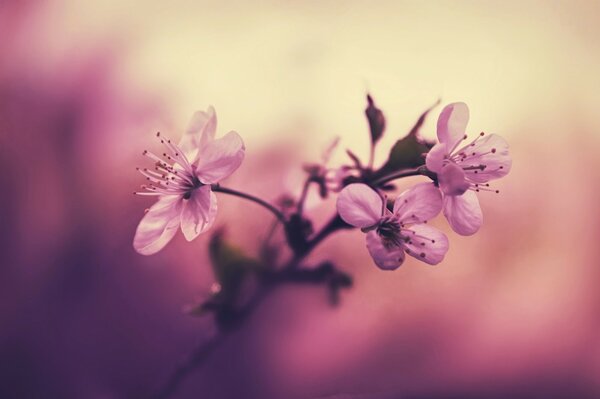 Branche de fleurs de cerisier sur fond rose flou