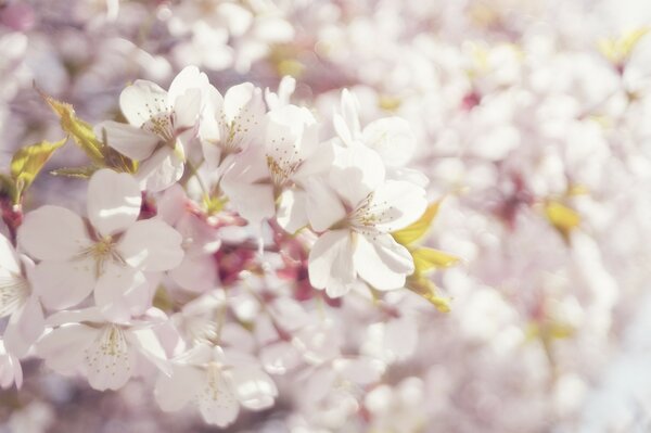 Hermosas flores florecientes en el sol