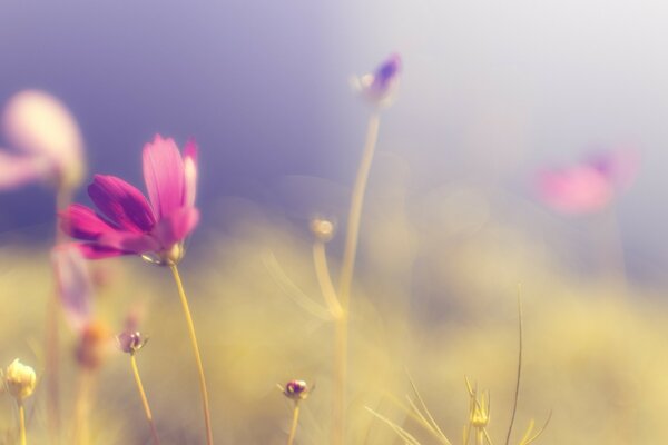 Zarte verschwommene lila Blumen Lichtung Wiese