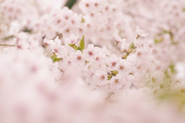 Beautiful Cherry blossoms in spring